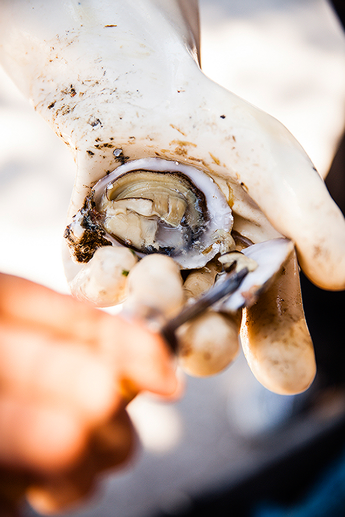Amanda_Hibbert_Photography_food_editorial_oysters_seafood__MG_8023_sRGB_DesignX